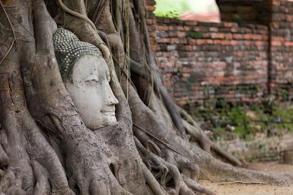 Buddha head in roots — Stock Photo, Image