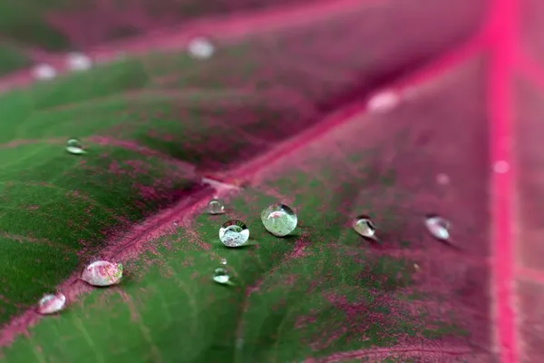 Drops on Caladium leaf — Stock Photo, Image