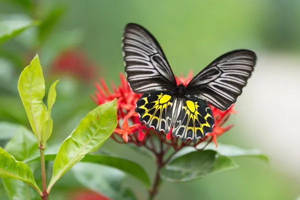 Altın birdwing kelebek — Stok fotoğraf