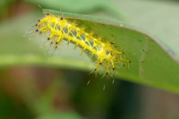 Espinosa amarillo caterpillar — Stockfoto