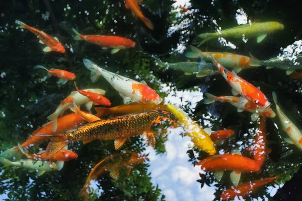 Koi-Karpfen im Teich — Stockfoto