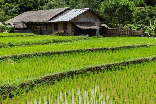 Çiftlik ve Teras pirinç alan — Stok fotoğraf