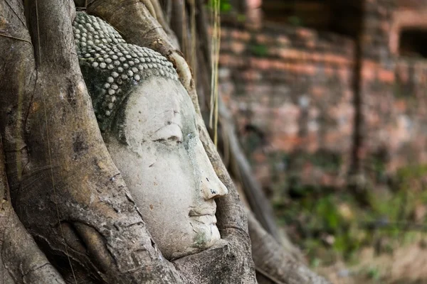 Cabeza de buda en raíces — Foto de Stock