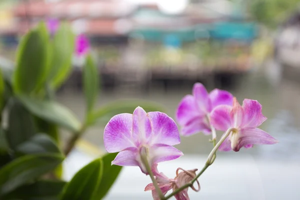 Orchideebloem — Stockfoto