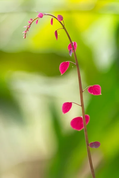 Kırmızı tropikal Filiz — Stok fotoğraf
