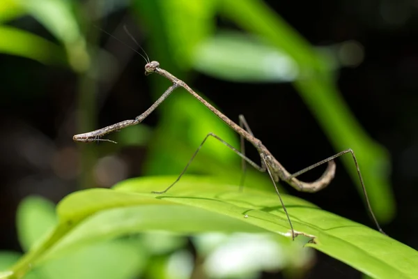 スティック カマキリ — ストック写真