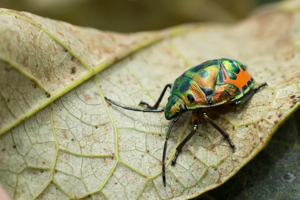 Larva de escaravelho-das-jóias — Fotografia de Stock