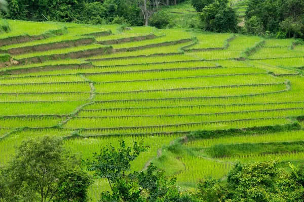 Terrace field plantation — Stock Photo, Image