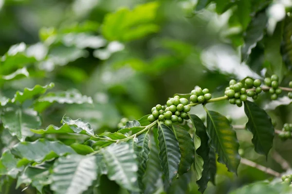 Plantação de árvores de café — Fotografia de Stock