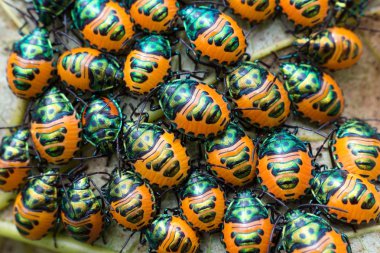 mücevher böcek sürüsü