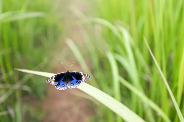 Borboleta na grama — Fotografia de Stock