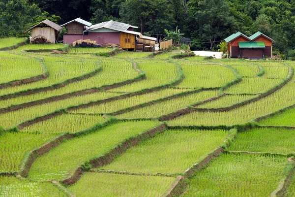 农场和露台的稻田 — 图库照片