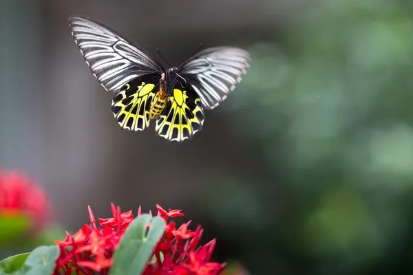 Flying butterfly — Stock Photo, Image