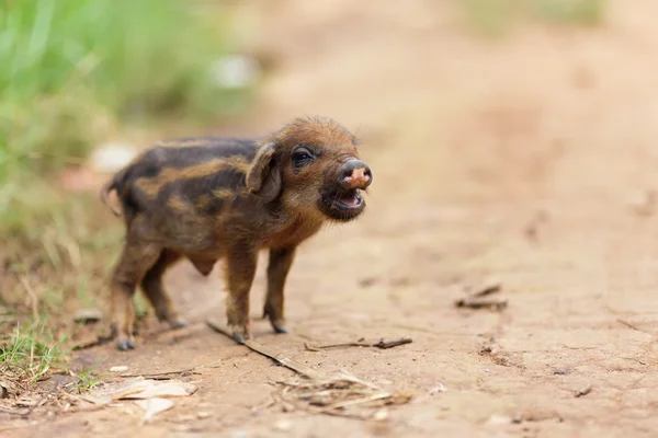 Cute little pig — Stock Photo, Image