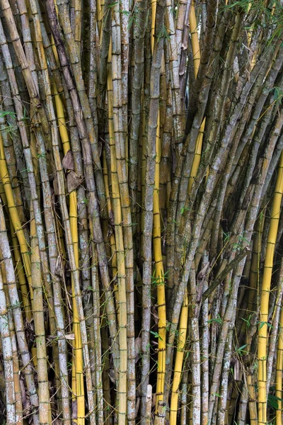 Stand van bamboe stokken — Stockfoto