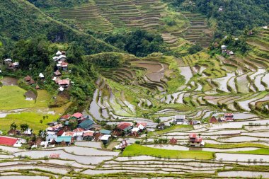 pirinç terasları Filipinler alanları