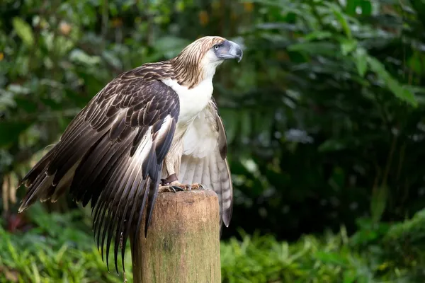 The Filipino eagle — Stock Photo, Image