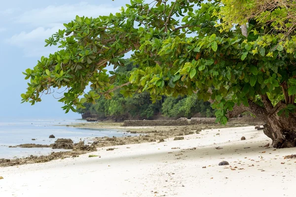 Moře mandlové stromy na pláži — Stock fotografie