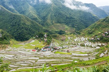 pirinç terasları Filipinler alanları
