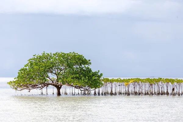 Bel arbre de mangrove poussant sur le rivage Photos De Stock Libres De Droits