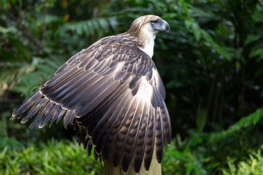 filipino kartal