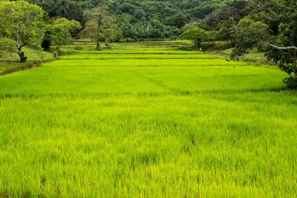 Campo de arroz vívido — Fotografia de Stock
