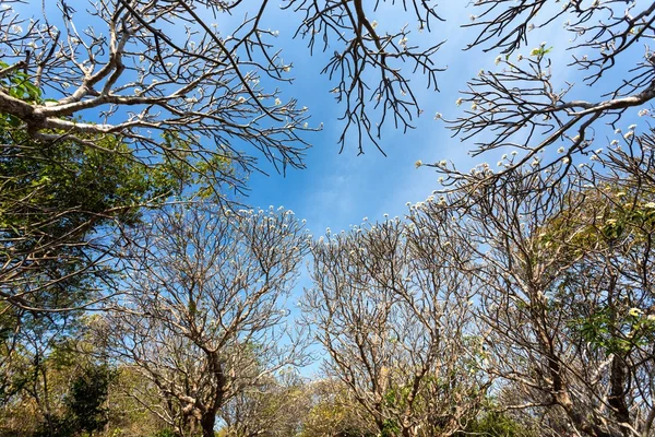 Foresta di Plumeria — Foto Stock