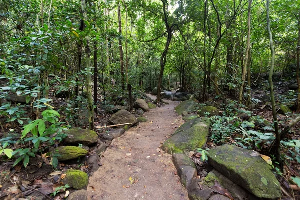 Trilha na floresta tropical — Fotografia de Stock