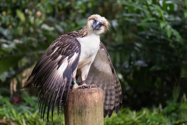 De Filippijnse eagle — Stockfoto