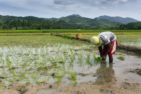 Uomo piantare riso — Foto Stock