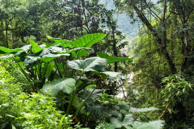 Giant taro plant in jungle clipart
