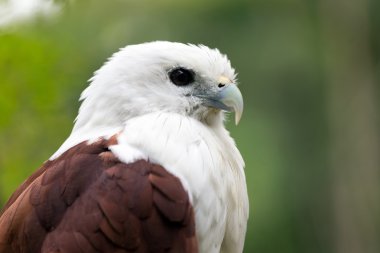 Sea eagle portresi