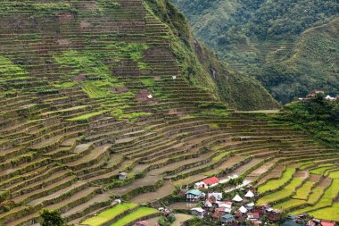 pirinç terasları Filipinler alanları
