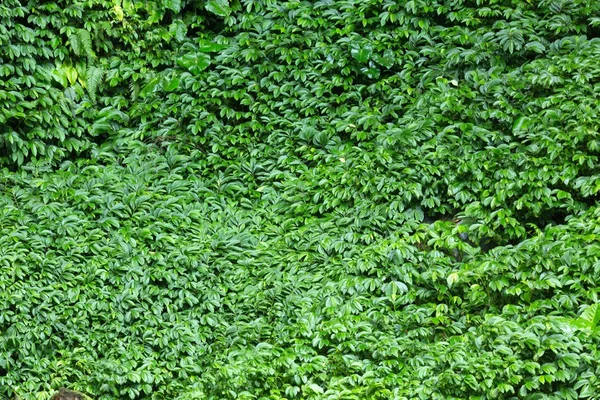 Фон листьев джунглей — стоковое фото
