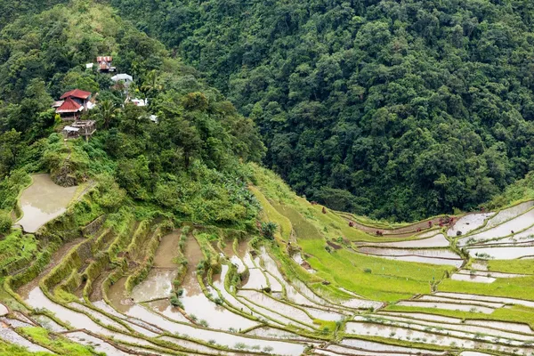 Terrazze campi di riso nelle Filippine — Foto Stock
