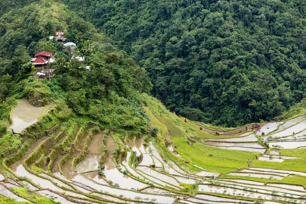 稻田在菲律宾梯田 — 图库照片