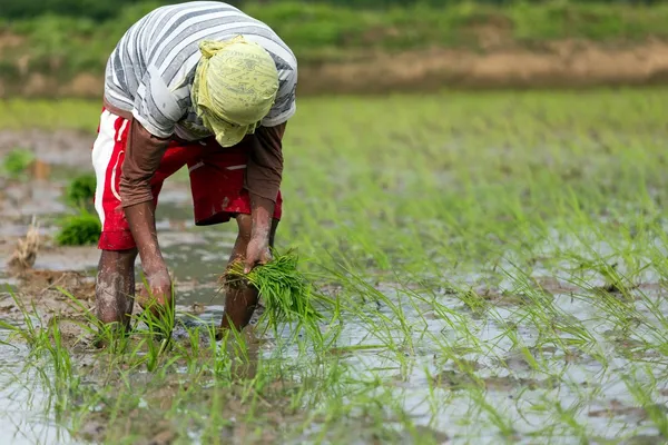 种植水稻的男人 — 图库照片
