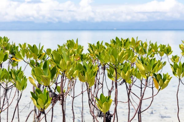 Junge Mangrovenbäume, die im Meer wachsen — Stockfoto