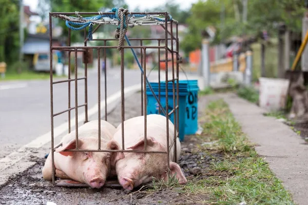 Two pigs in a cage — Stock Photo, Image