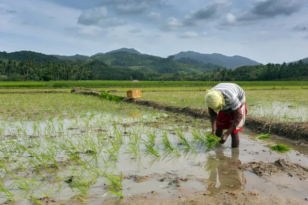 Man planting rice — Stock Photo, Image