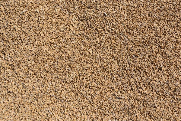 Secado de arroz fresco cosechado — Foto de Stock