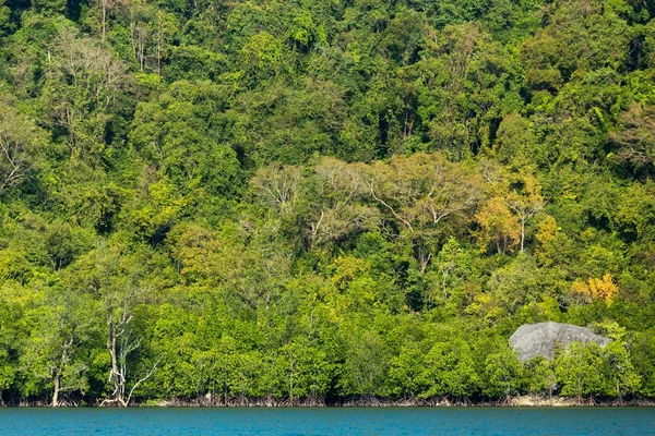 Tropical jungle coastline — Stock Photo, Image