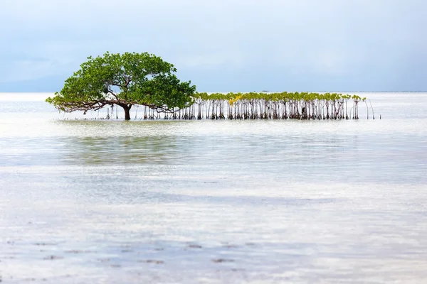 Bel arbre de mangrove poussant sur le rivage Image En Vente