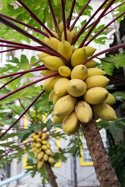Reife Papayas am Baum — Stockfoto