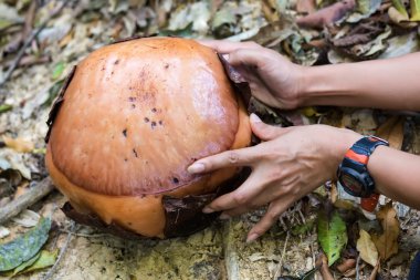 rafflesia bud, en büyük çiçek