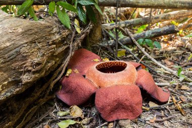 rafflesia, dünyanın en büyük çiçeği