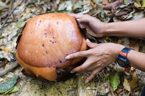 Die rafflesia knospe, größte blume — Stockfoto