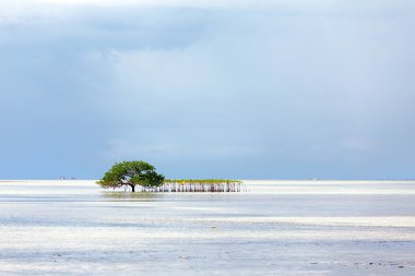 güzel mangrov ağaç denizde gelişen