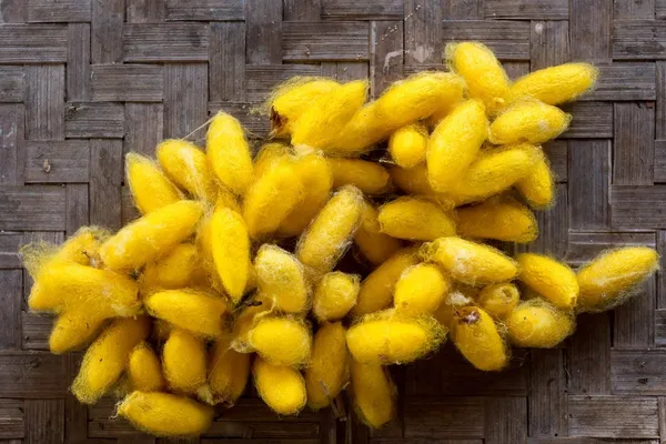 Casulos de bicho-da-seda laranja — Fotografia de Stock