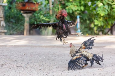 Fighting cocks in a vicious attack clipart